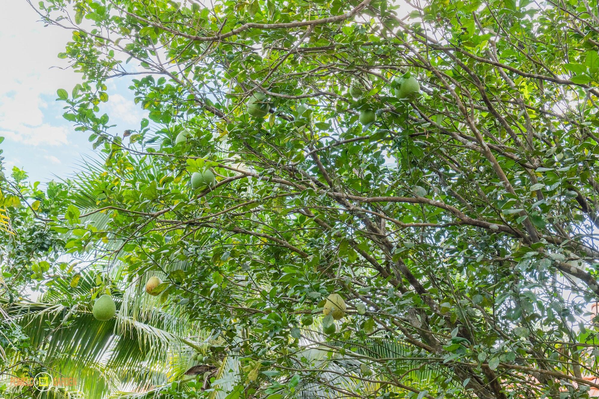 Apartmán Phu Quoc Pomelo Garden Exteriér fotografie